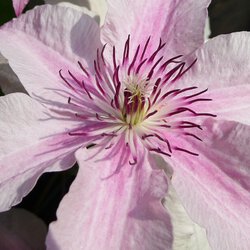 Clematis I